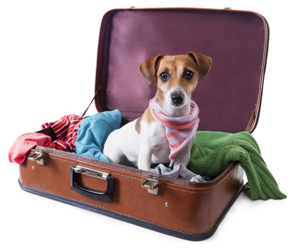 There are dogs that cannot travel by plane.