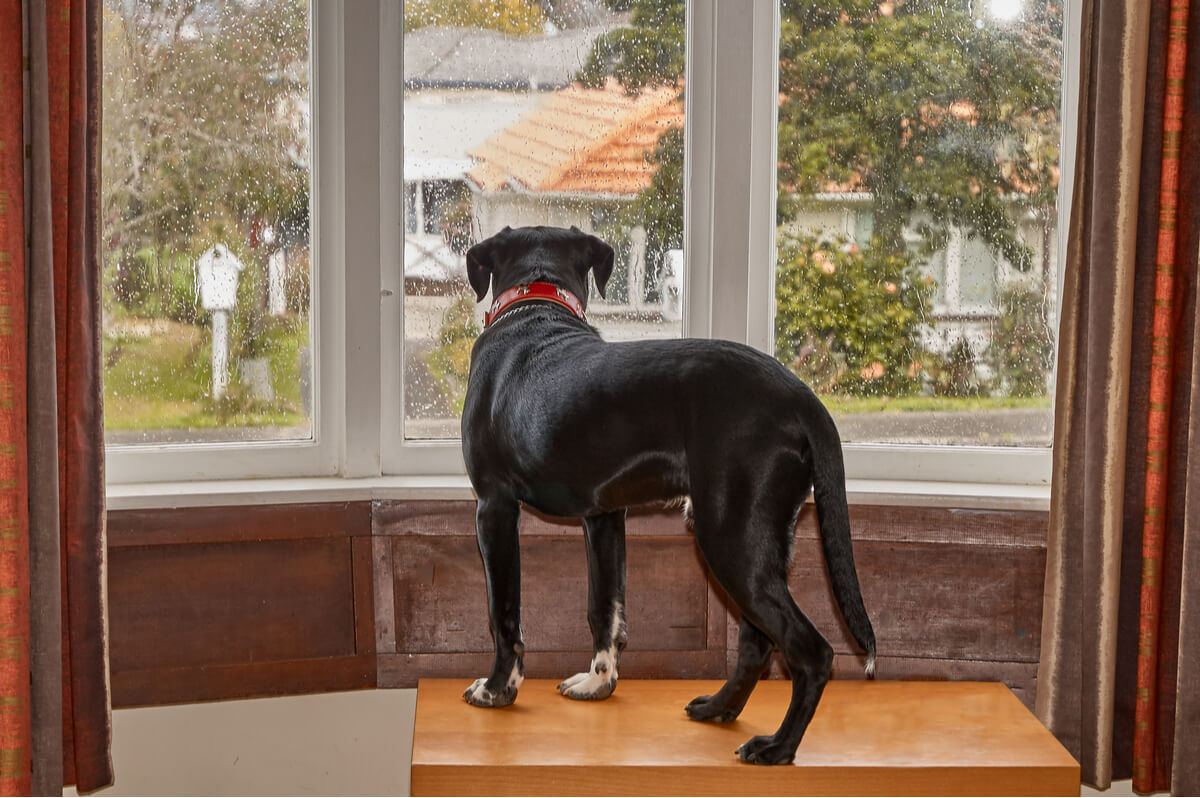 Un perro mirando por la ventana triste.