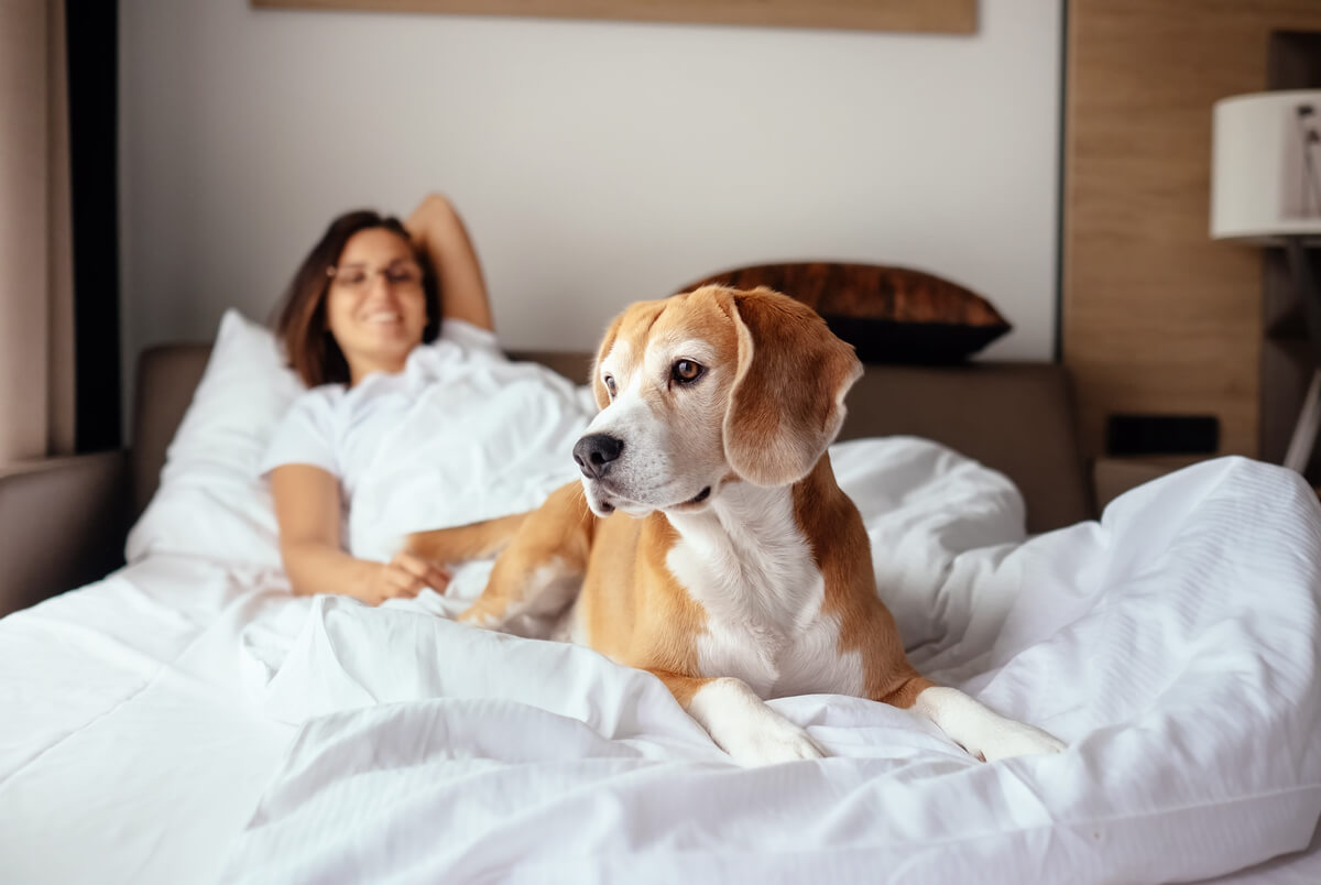 Legalidad en vacaciones con un perro en hoteles
