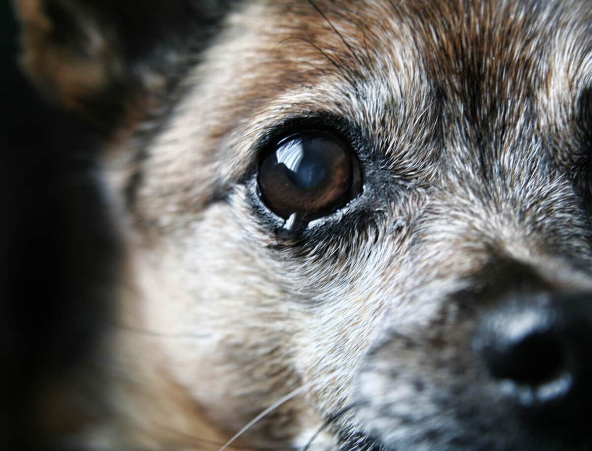 Ojo de un perro.