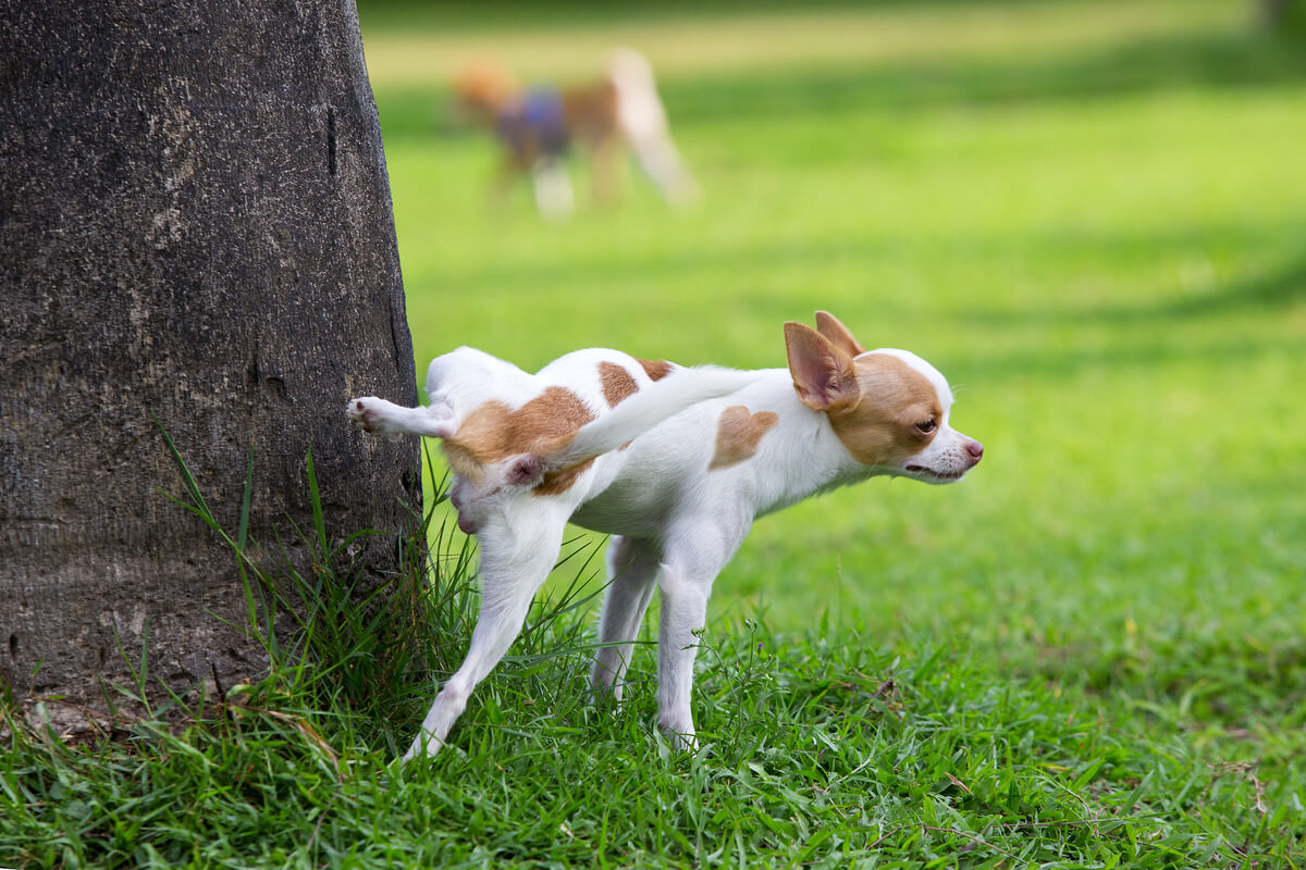 Afecciones reproductivas en perros domésticos.