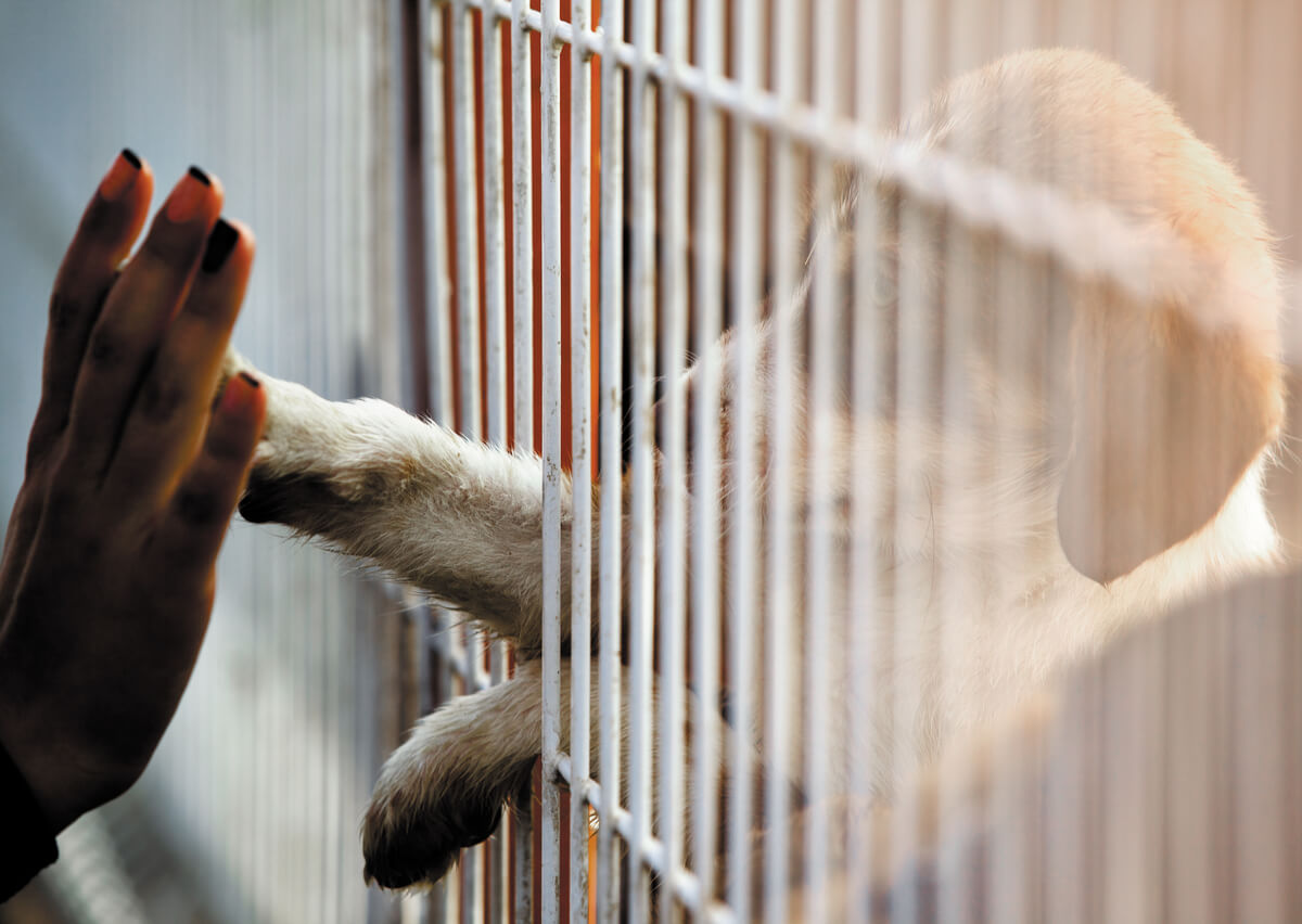 El abandono de animales está penado por la ley.