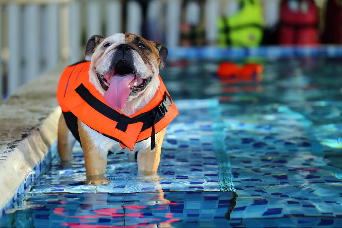 Un perro en una piscina usa flotador.