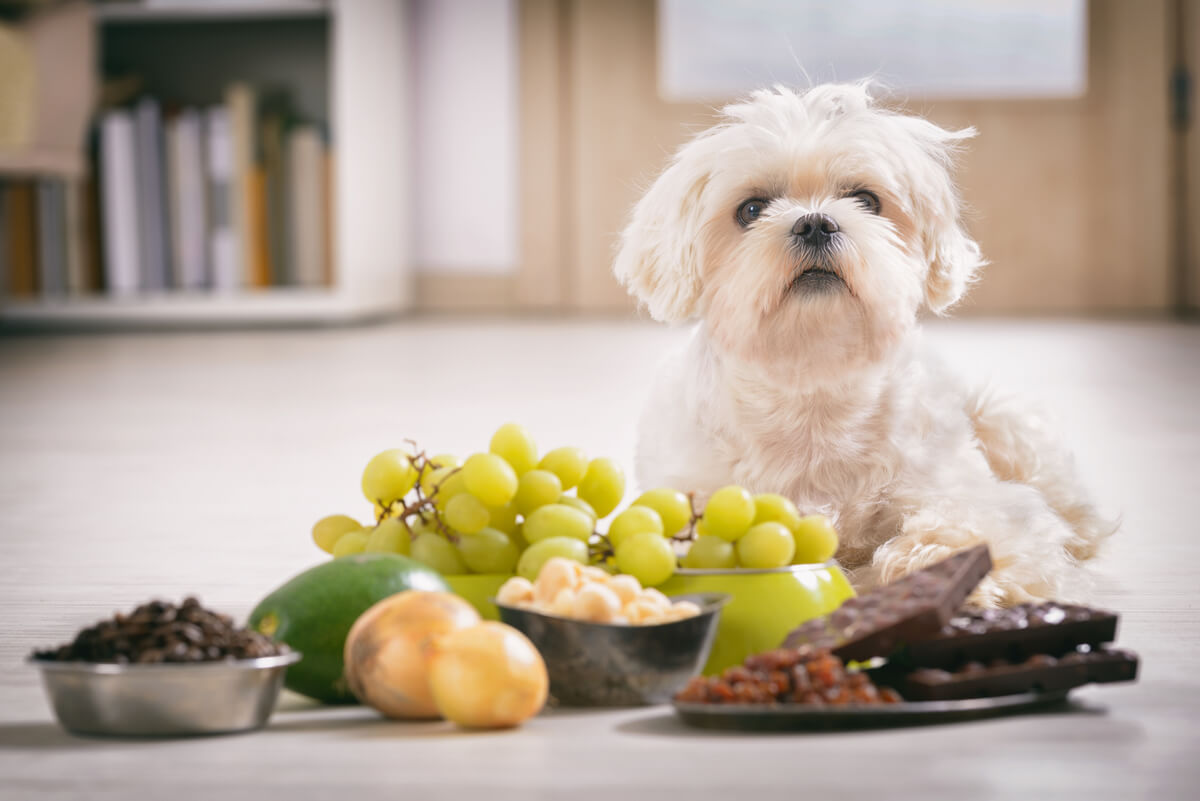 Controlar el peso de tu mascota es esencial para su salud.