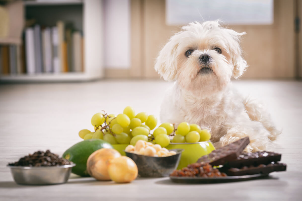 Beneficios y desventajas de la alimentación natural para perros