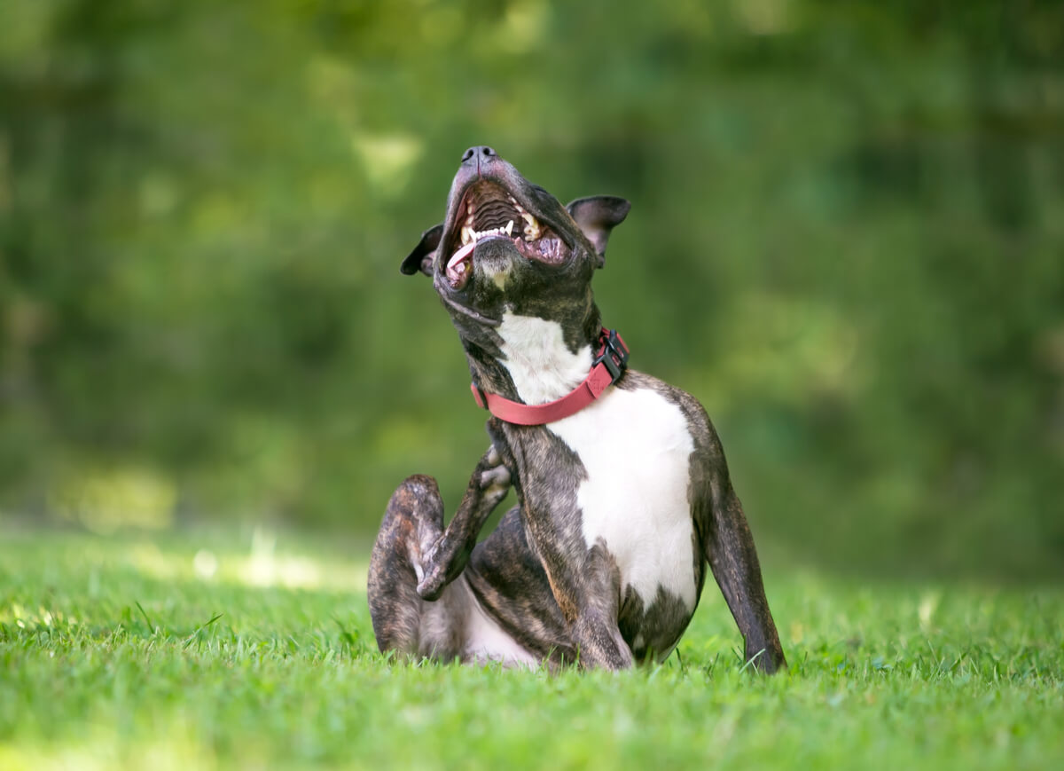 Un perro rascándose.