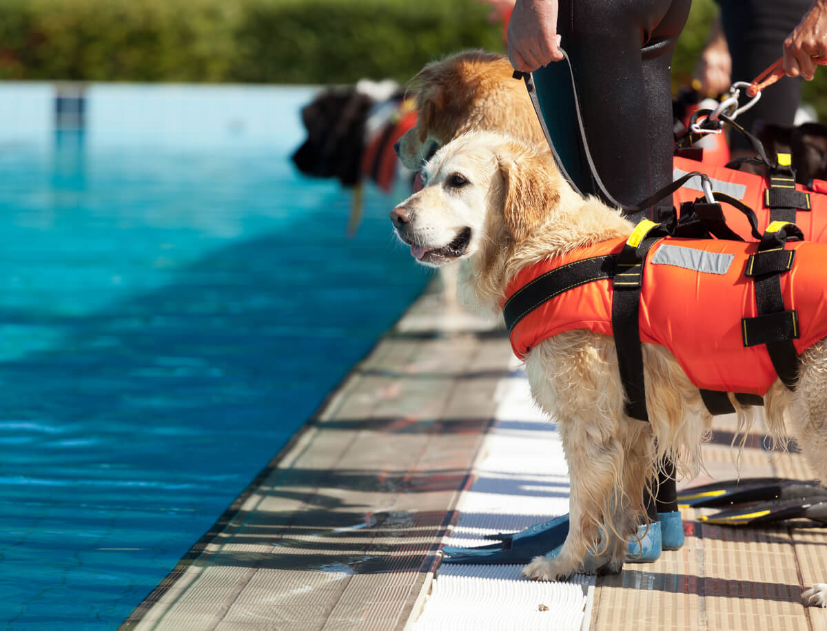 Un perro de búsqueda y rescate en una piscina.