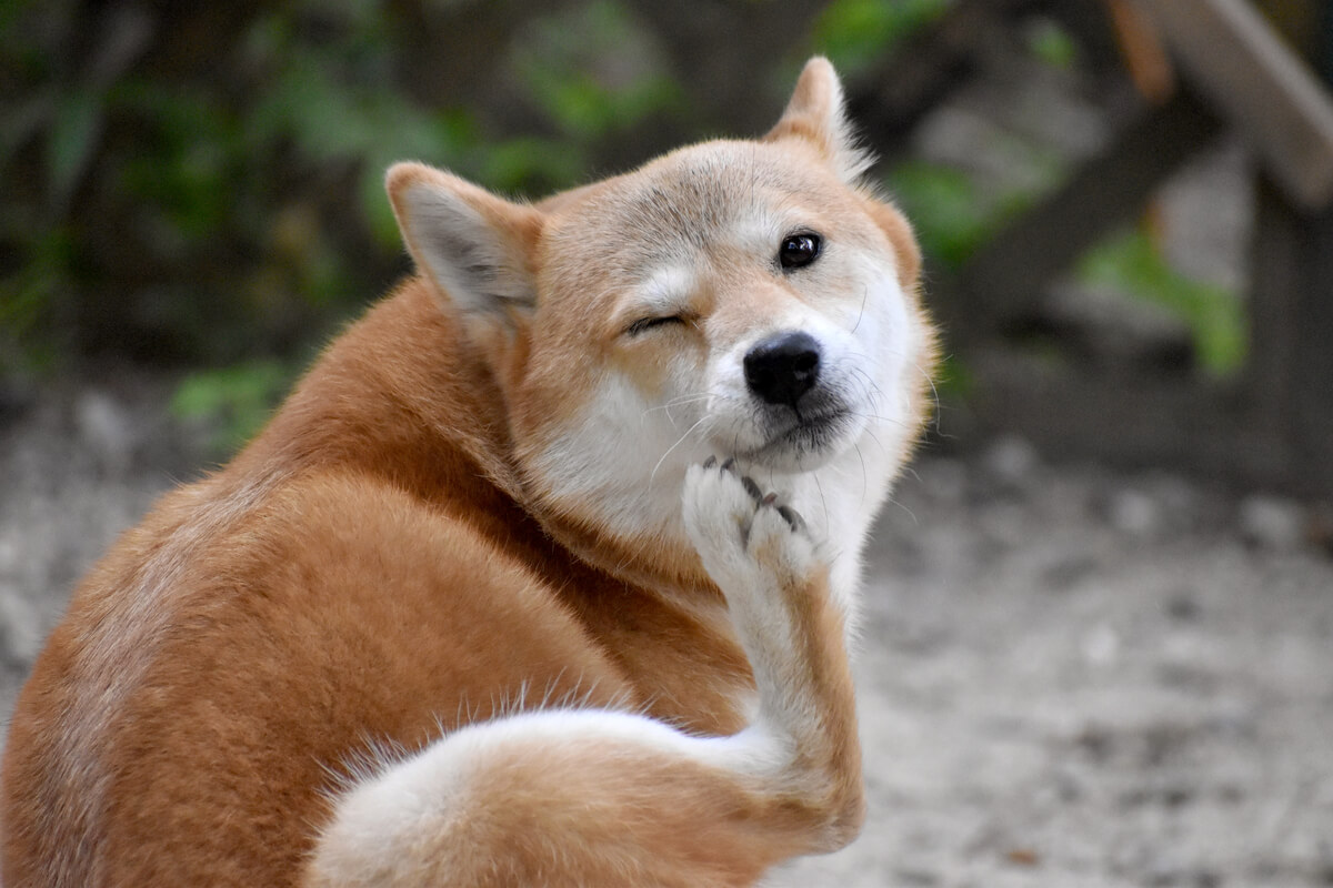 Un perro Shiba rascándose la piel.