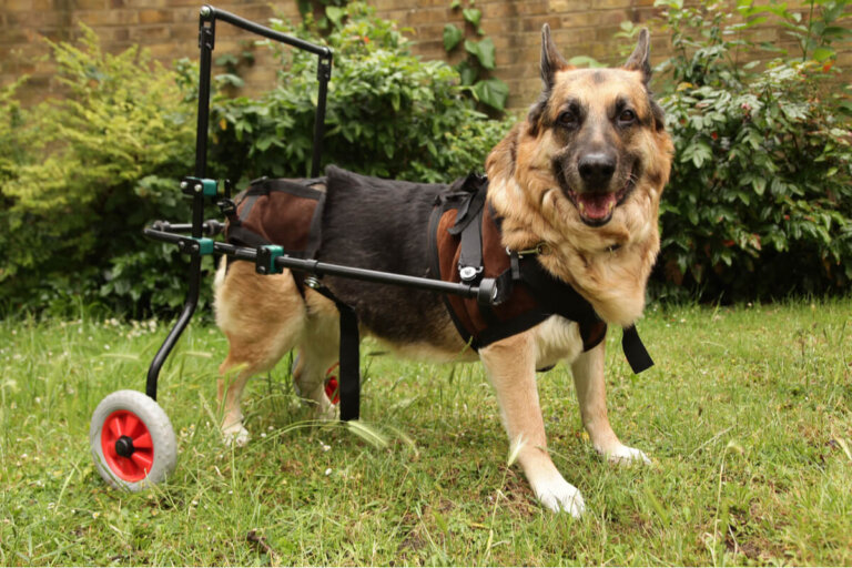 Enfermedades autoinmunes en perros: ¿qué saber?