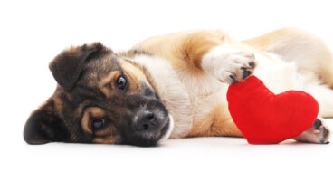 Autolesiones en perros: ¿por qué suceden?