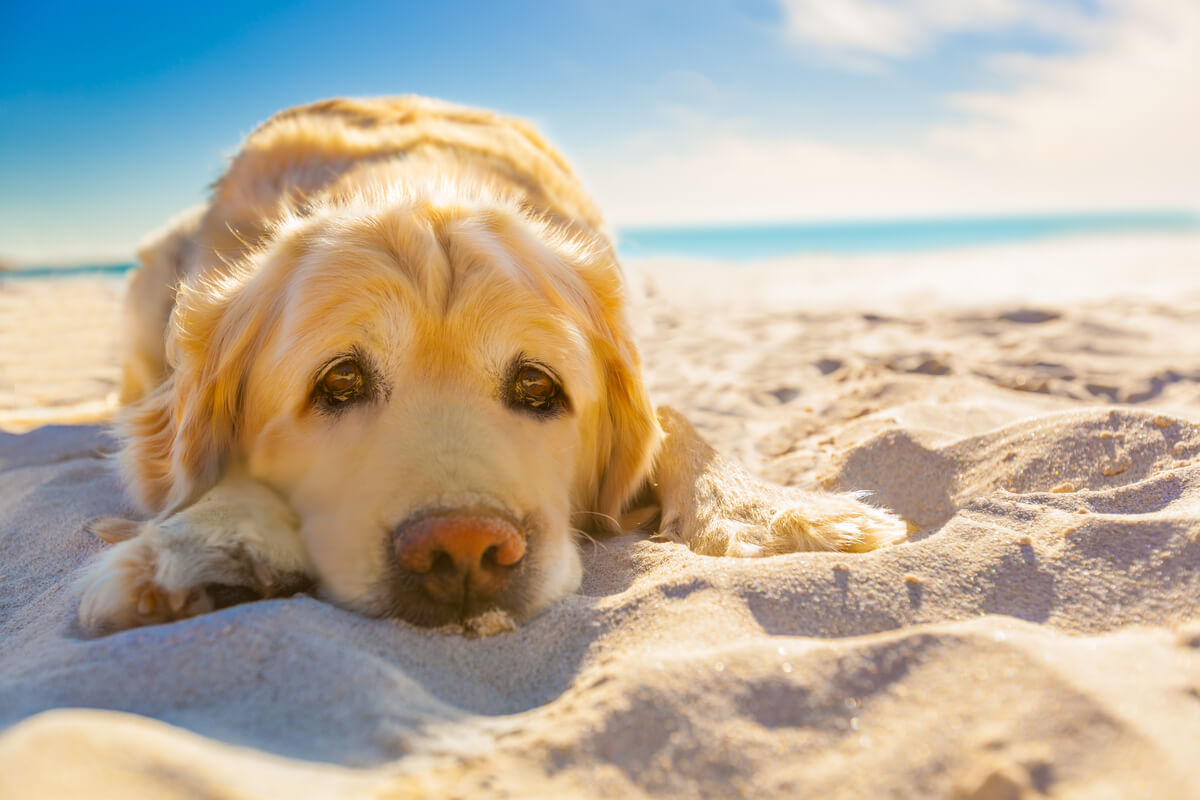 Un perro triste en la playa.