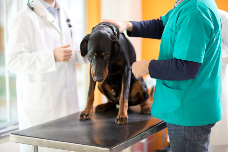 Cauda equina en perros: causas y tratamientos