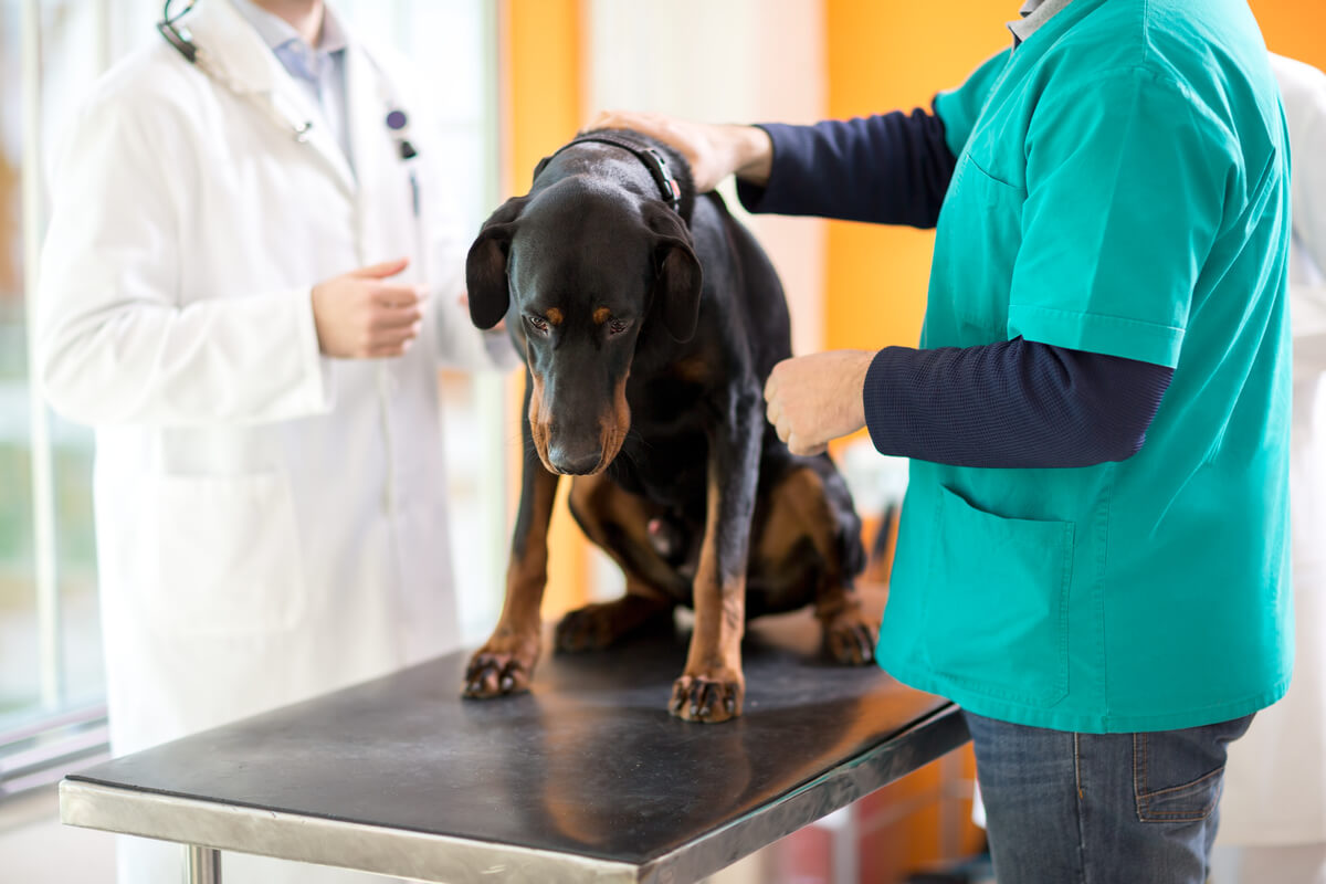Un perro en el veterinario con miedo.