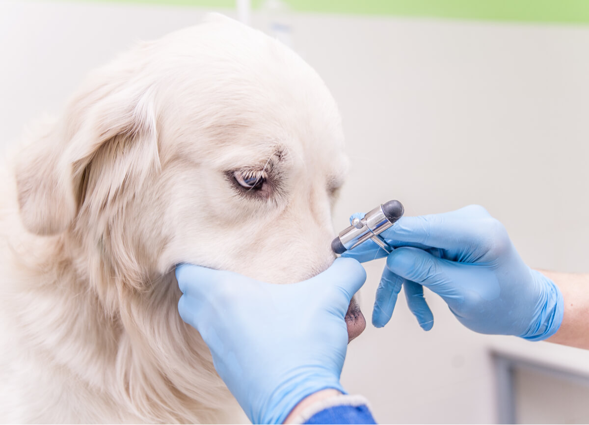 perro en el veterinario.