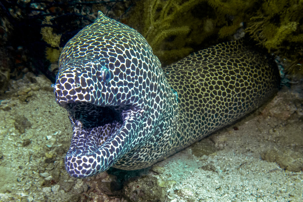 A moray fish poking its head out.