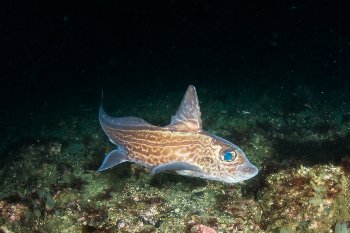 Un pez quimera sobre el fondo marino.