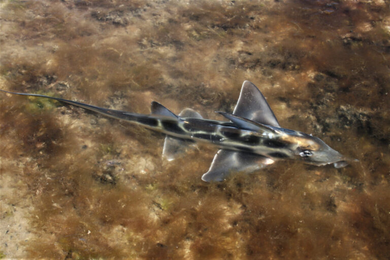 Peces quimera: viejos habitantes del océano