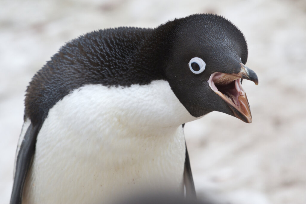 Un pingüino de adelia enseñando los dientes.