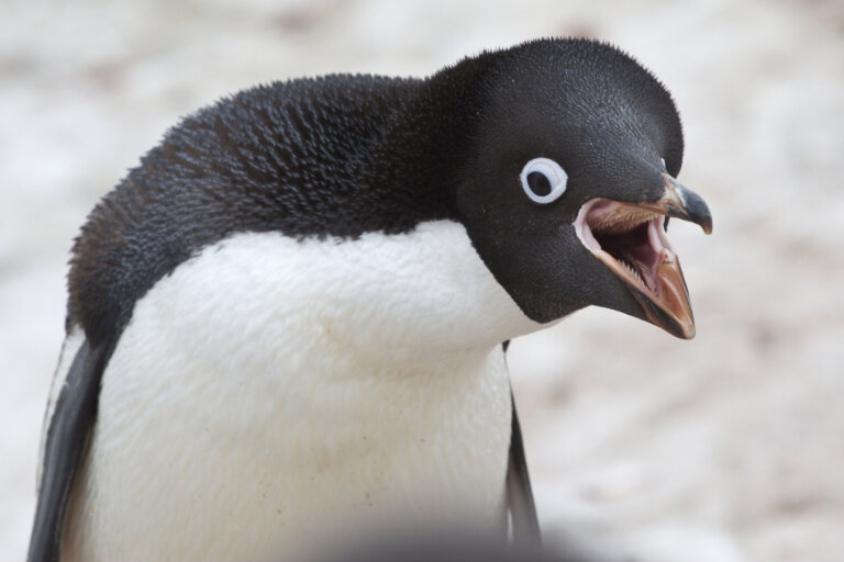Pingüino de Adelia: la dura vida en colonia