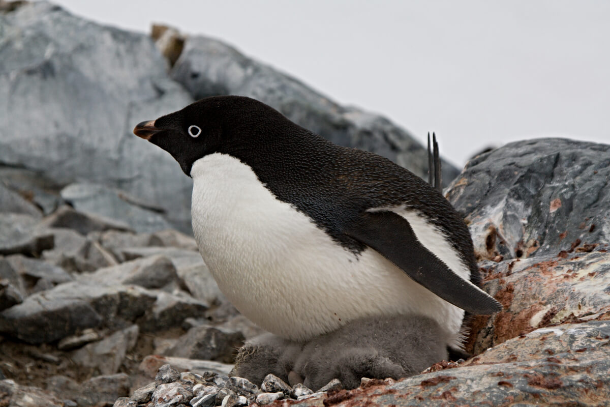 Un pingüino de Adelia incubando un huevo.