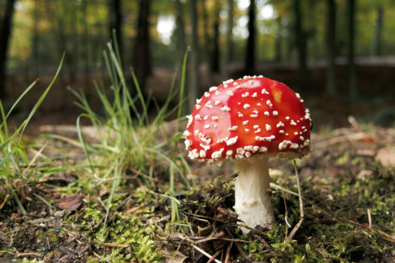 Hongos: ¿animales o plantas?