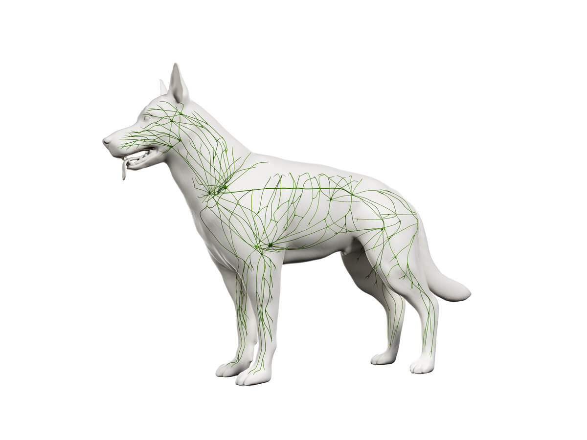 Modelo 3D del sistema inmune de un perro.