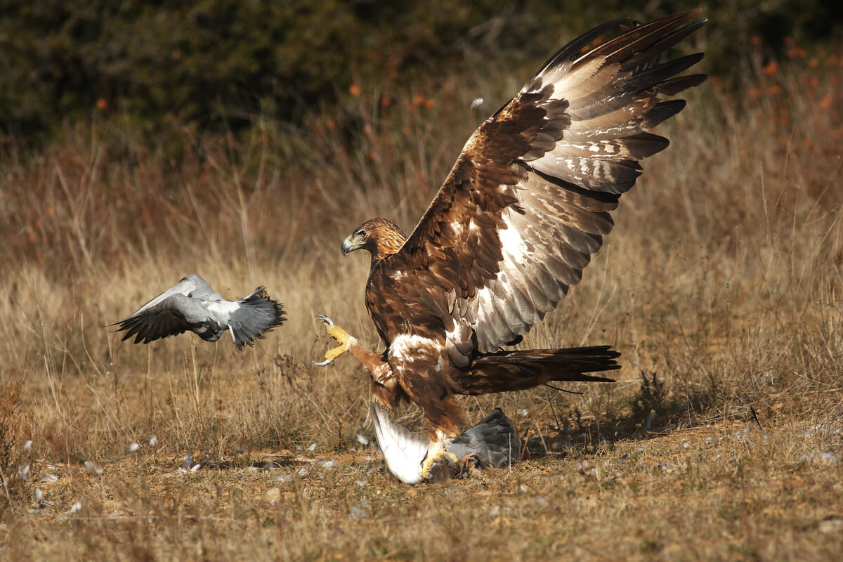 Las técnicas de caza en águilas son muy variadas.