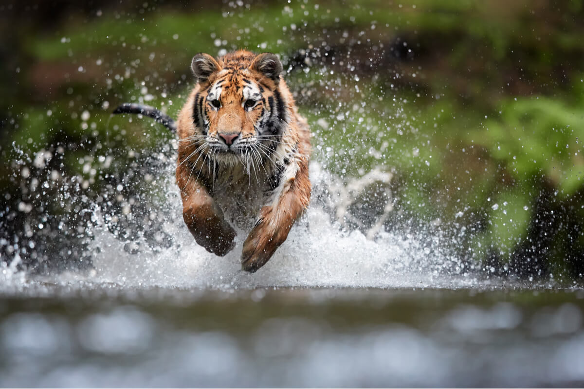 Un tigre corriendo en un río.