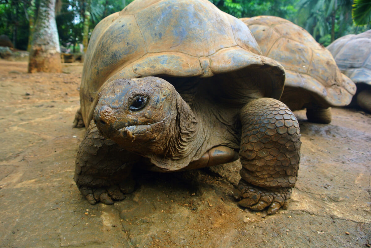 Una tortuga gigante mirando a cámara.