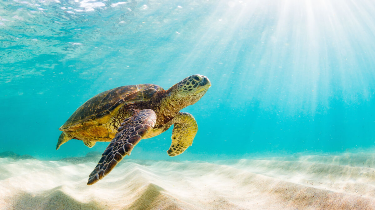 Las tortugas y su caparazón son entes inseparables.