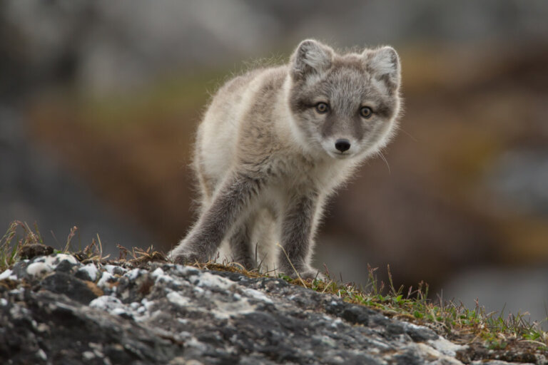 Adaptación al frío: estrategias en el mundo animal