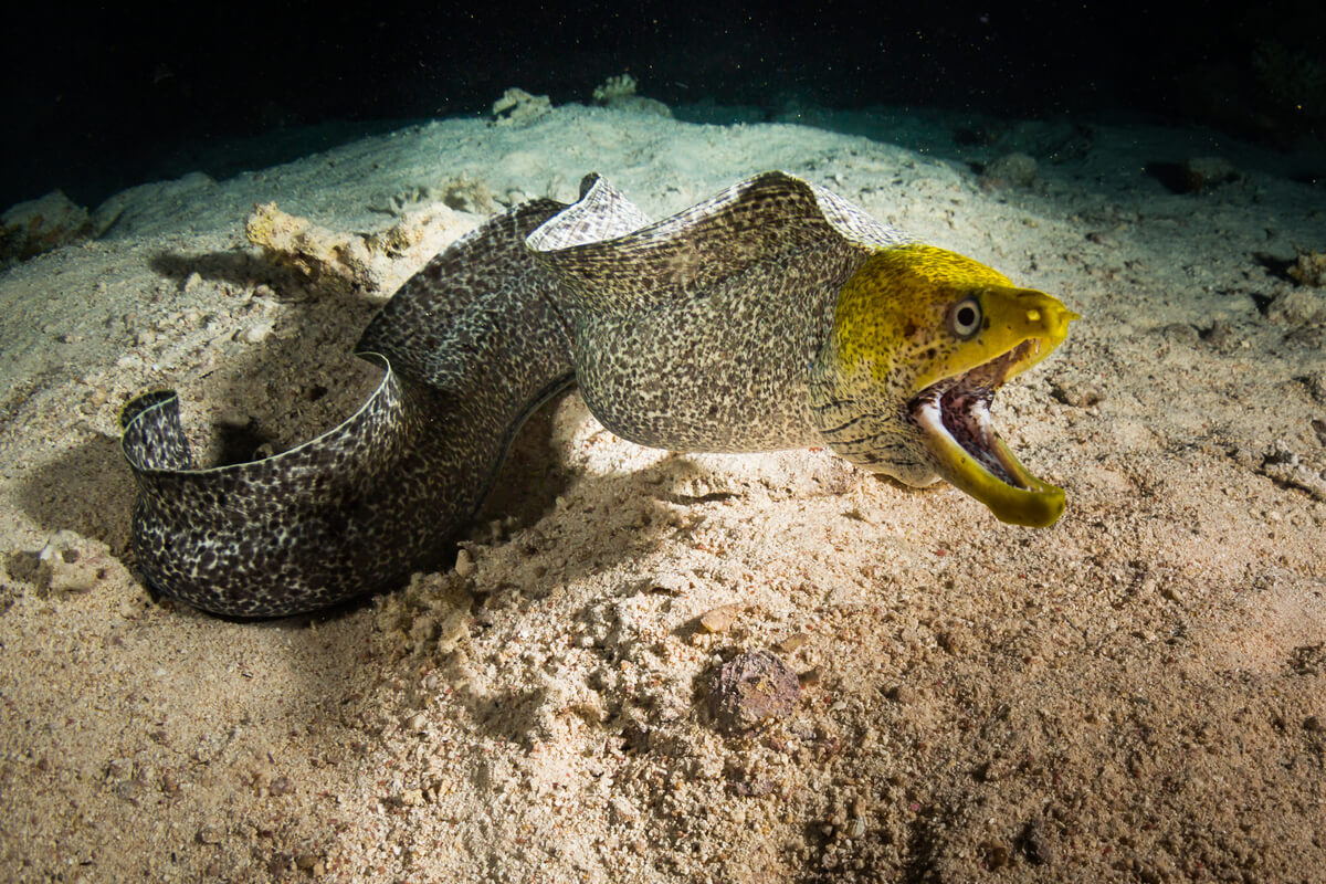Las anguilas son peces sin escamas.