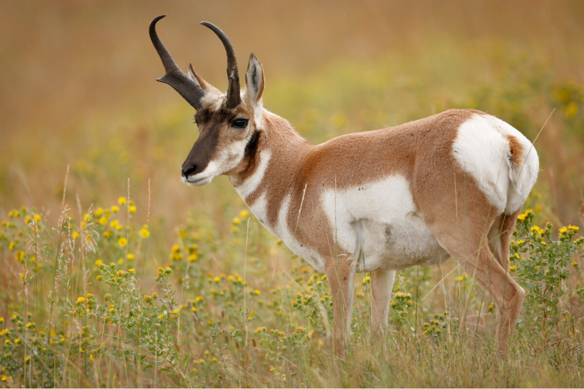Un antílope, parte de la fauna de las praderas.