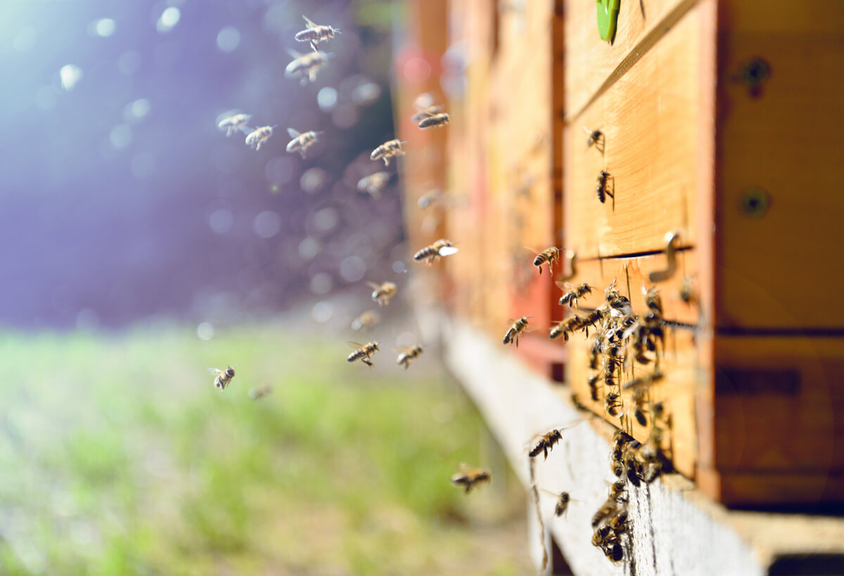 La apicultura es una de las producciones animales alternativas.