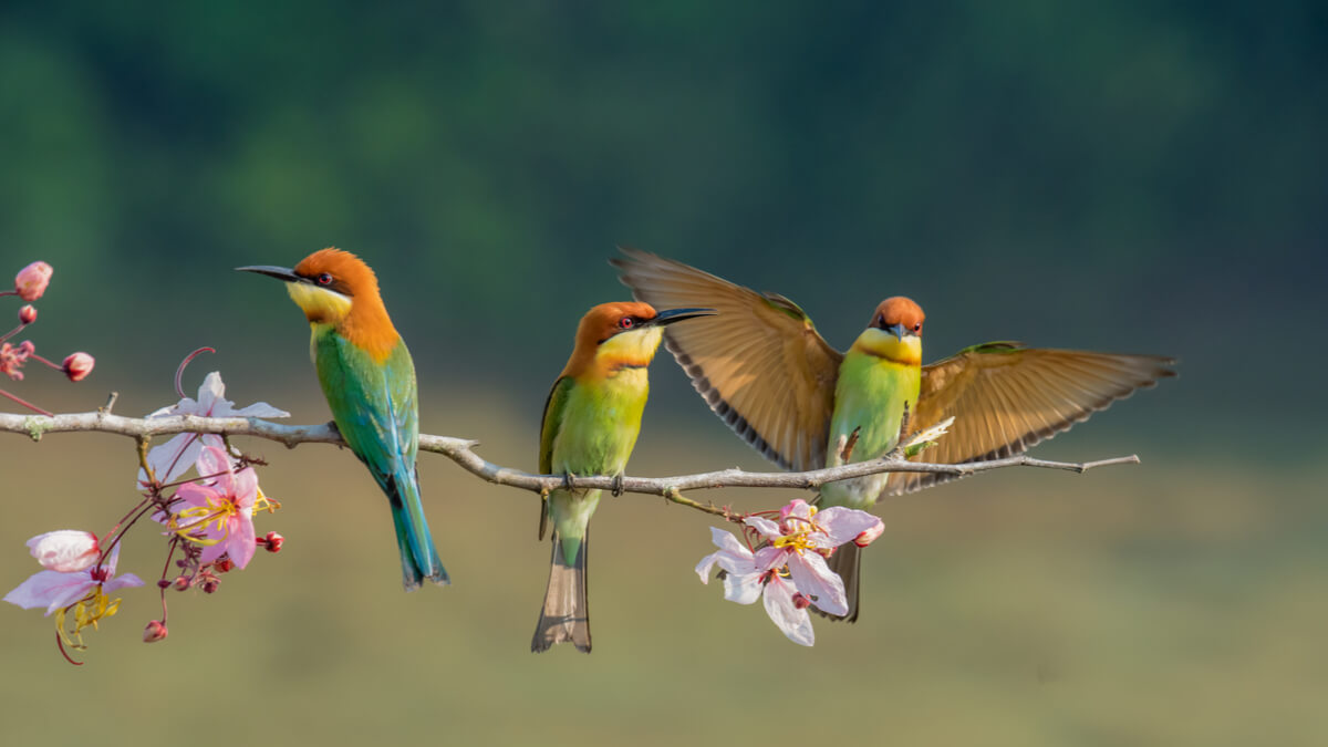 ¿Cómo se reconocen los pájaros entre ellos?