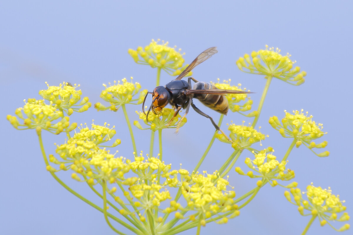 Una avispa asiática posándose en una flor.