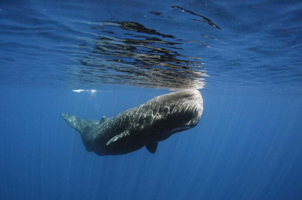 Una ballena fue salvada de una muerte segura