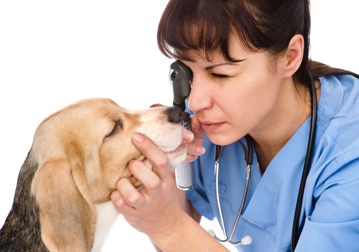 Causas de los ojos hinchados o blefaritis en perros