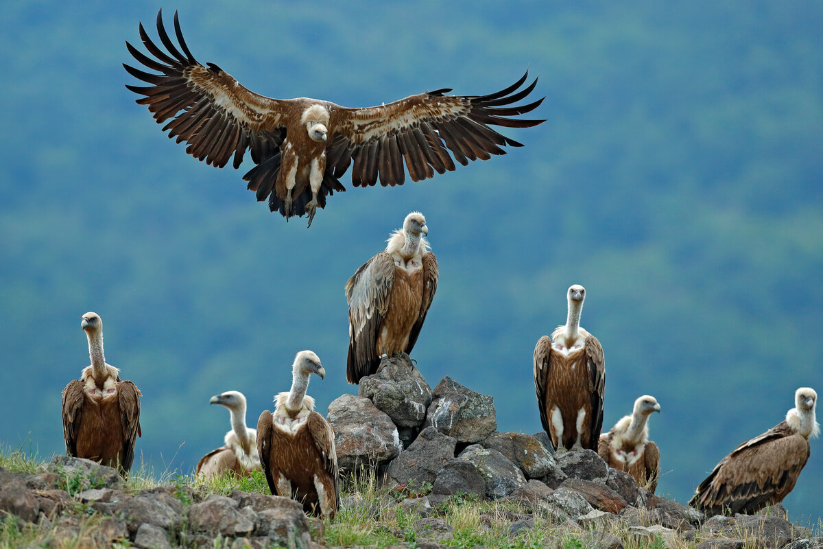 Los buitres son animales en peligro de extinción.