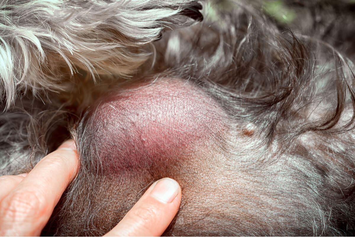 A bump on a dog's skin.