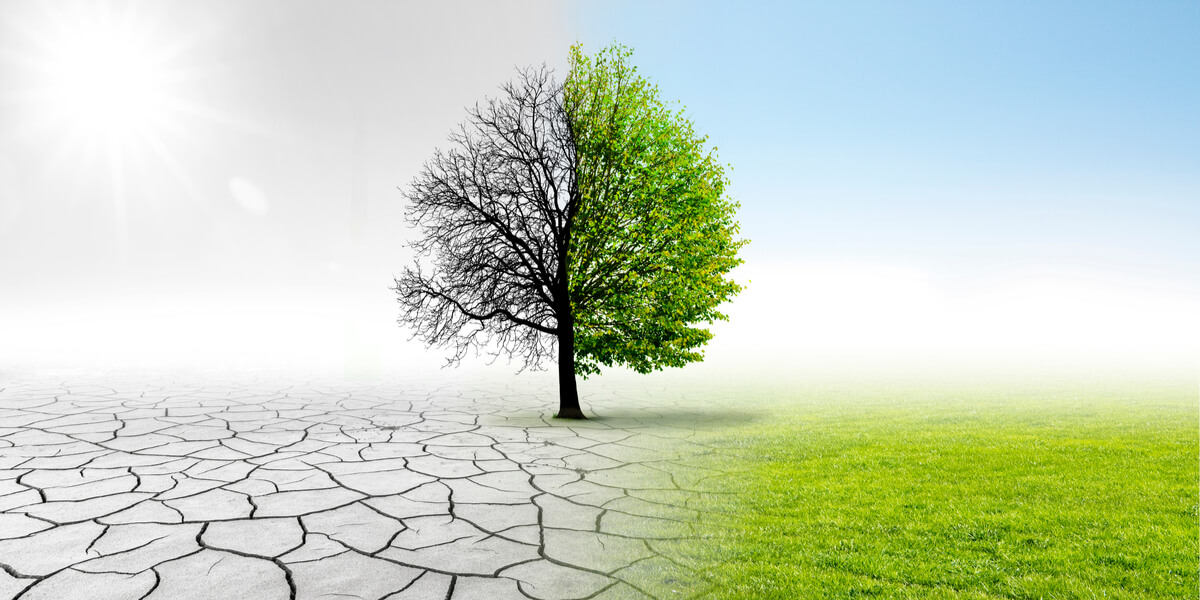 Un árbol sufriendo los efectos del cambio climático.