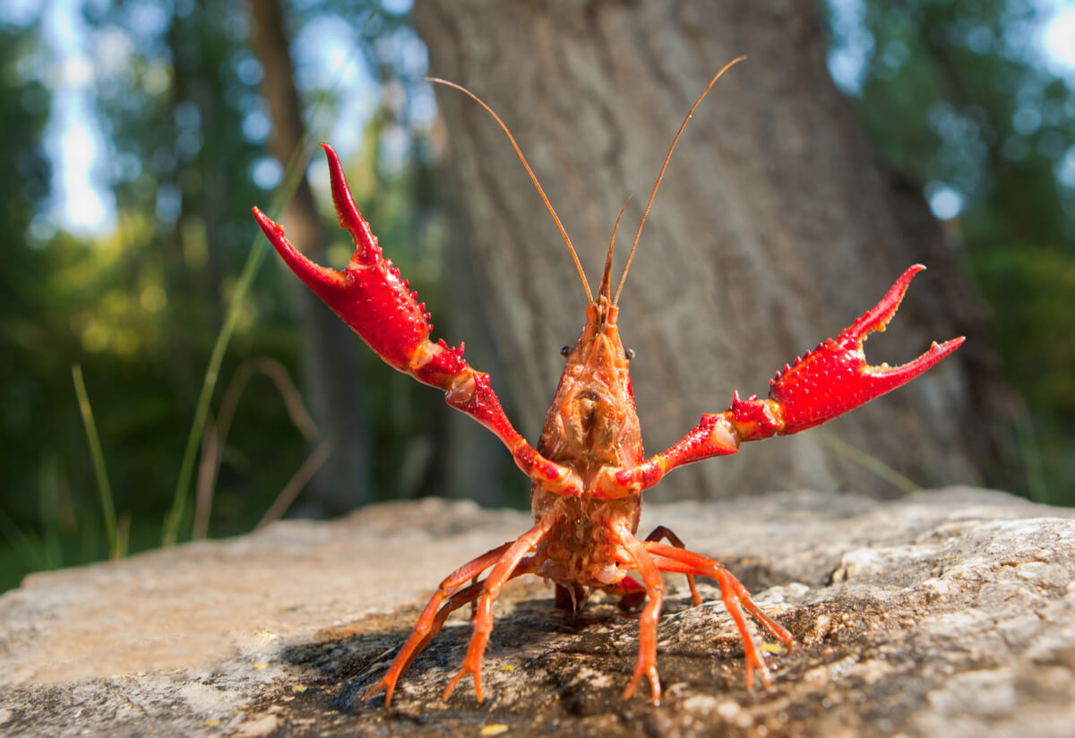 Un cangrejo rojo en posición defensiva.