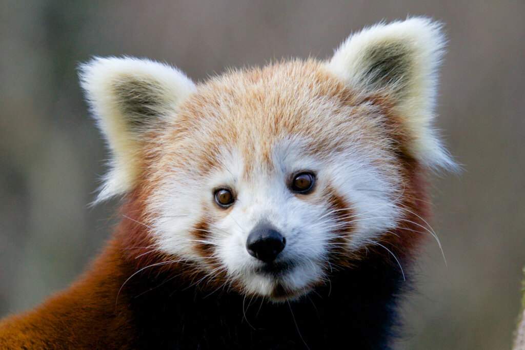 La cara de un panda rojo.