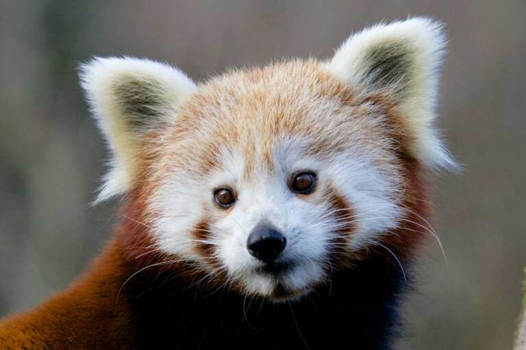 14 curiosidades sobre el panda rojo