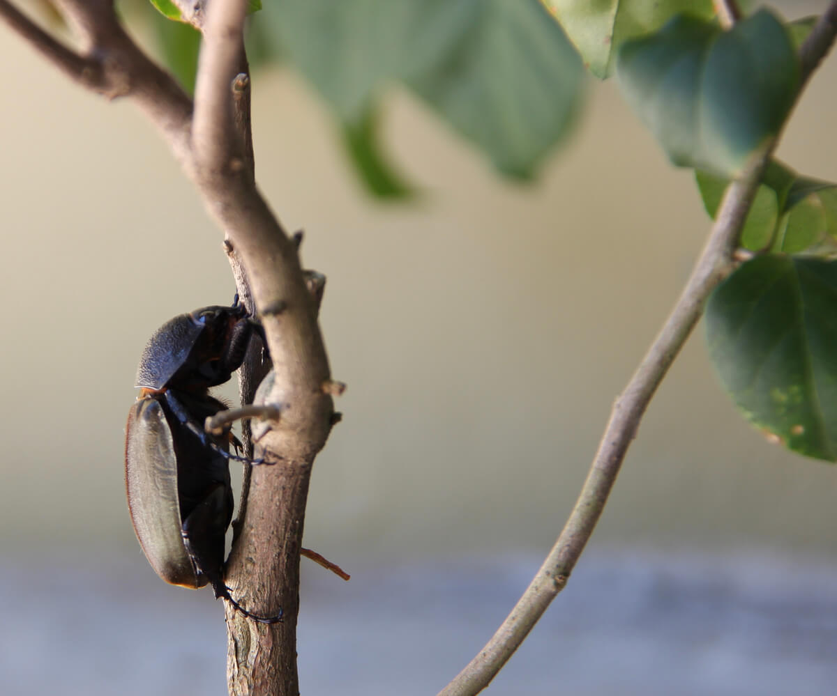 Un escarabajo cascarudo torito sobre una rama.