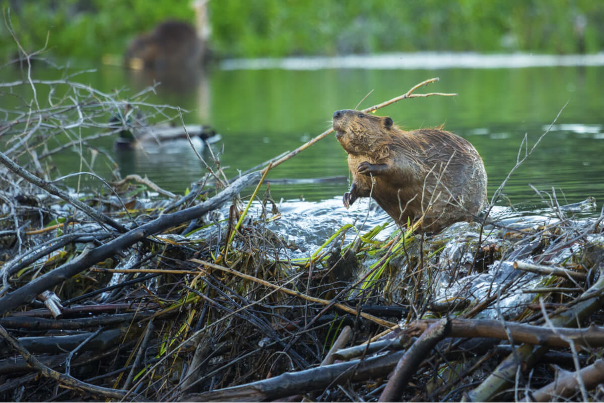 Un castor, parte de la fauna de las praderas norteamericanas.
