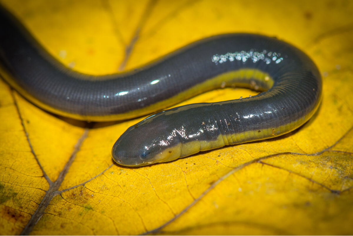 One of the animals that breathe through skin.