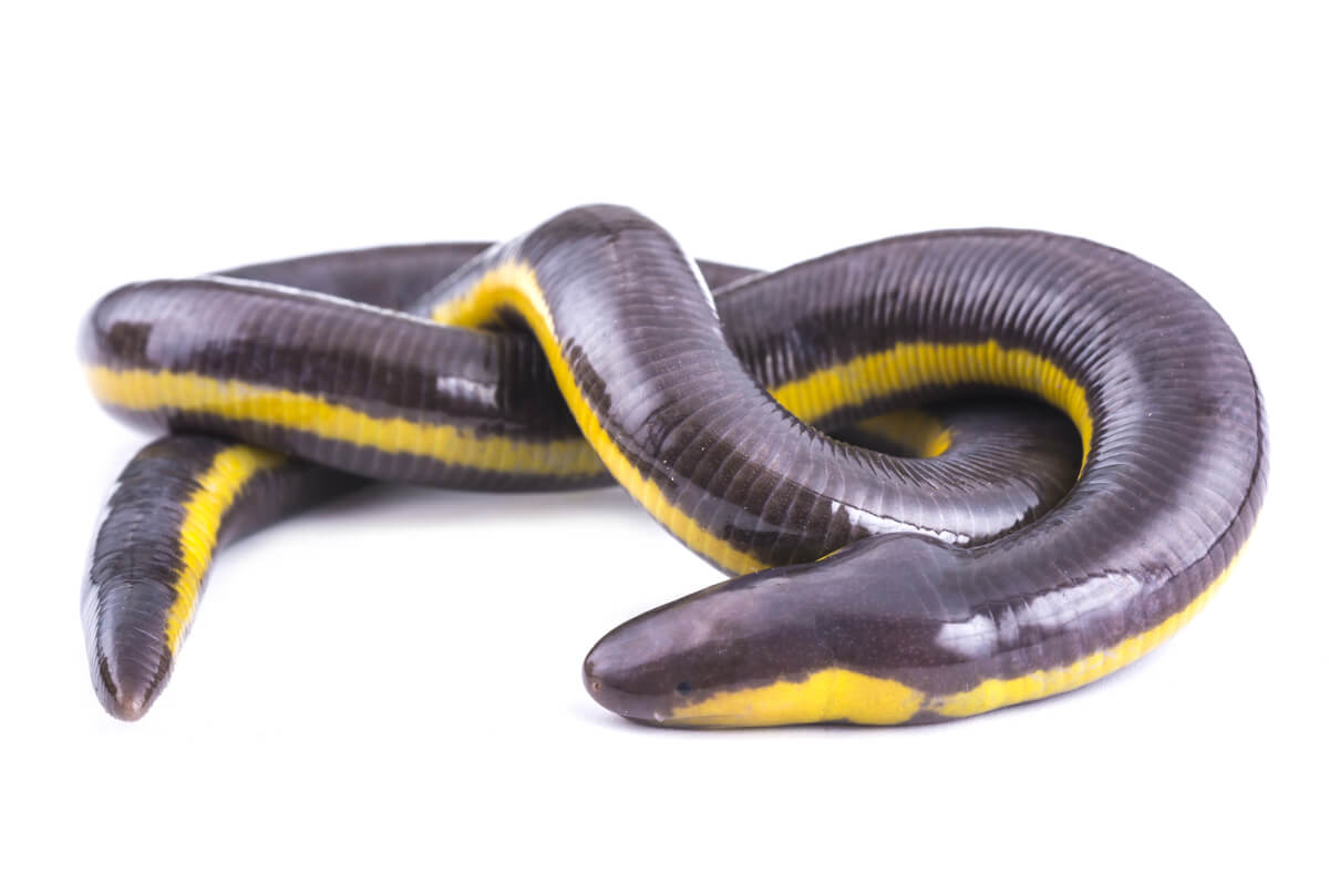 How do amphibians breathe?