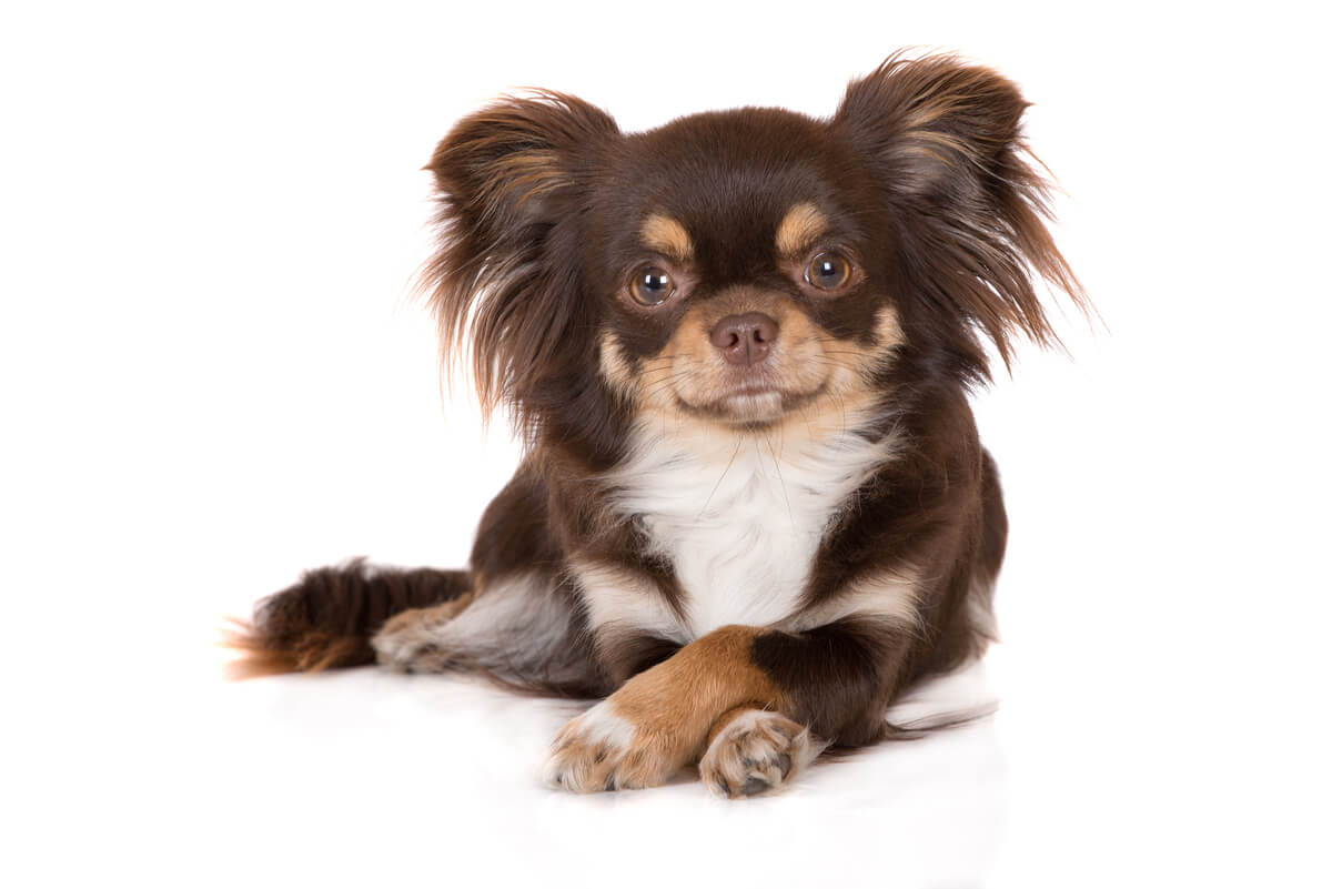 El chihuahua es la raza de perro más longeva.