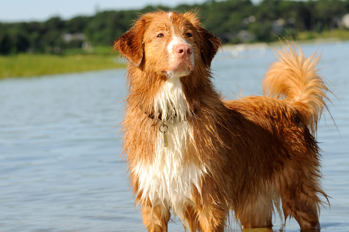 Uno de los labradores cobrador de Nueva Escocia.